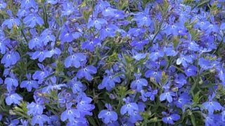 うさとど青い花